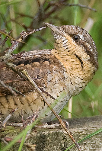 wryneck
