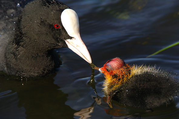 coot feeding chick
