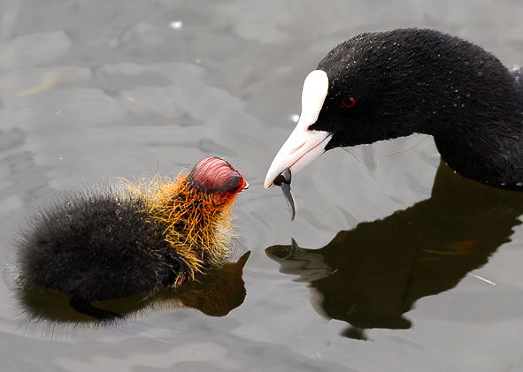 coot feeding chick