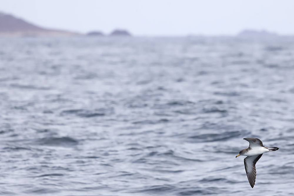 Cory's shearwater