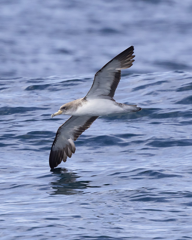 Cory's shearwater