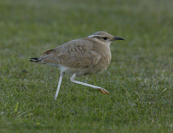 cream-coloured courser