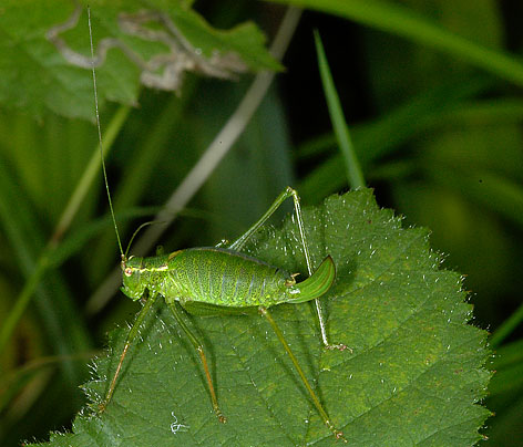 speckled bushcricket