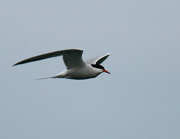 common tern