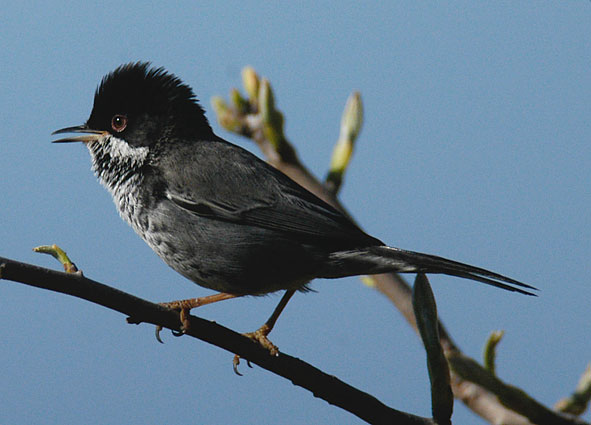 male Cypus warbler