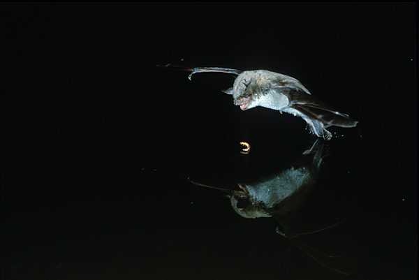 pond bat