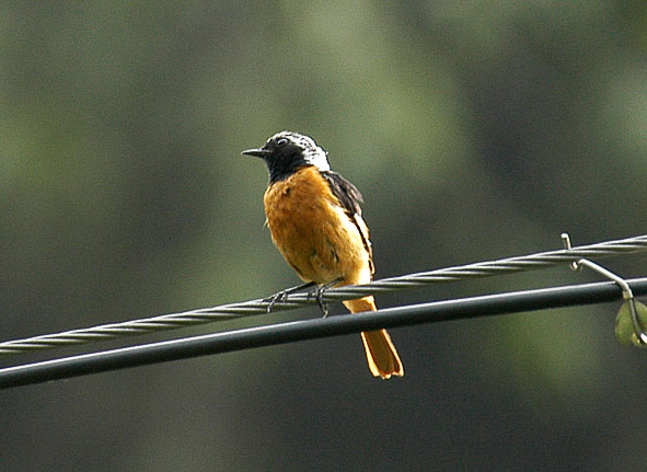 Daurian redstart