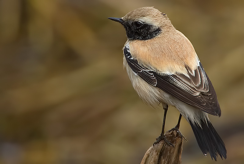 Desert wheatear