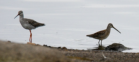 spotted redshank and long-billed dowitcher