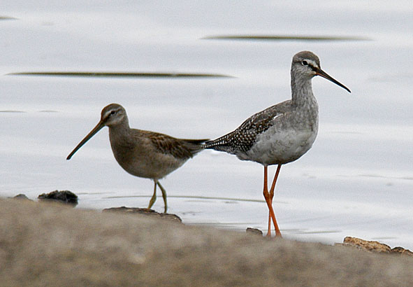 long-billed dowitcher and spotted redshank
