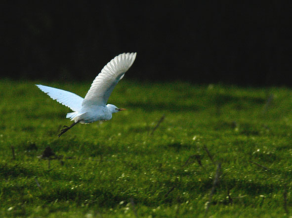 cattle egret