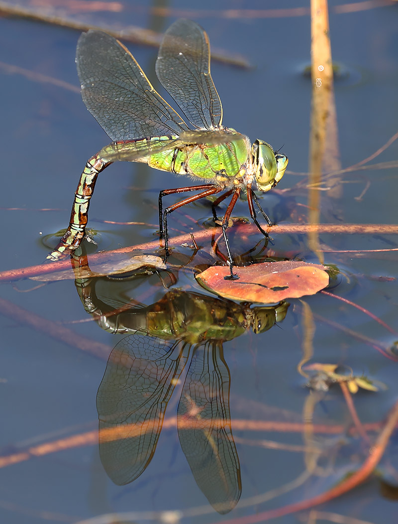 Emporer gragonfly