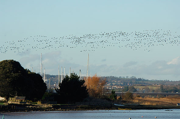 brent geese over the Exe