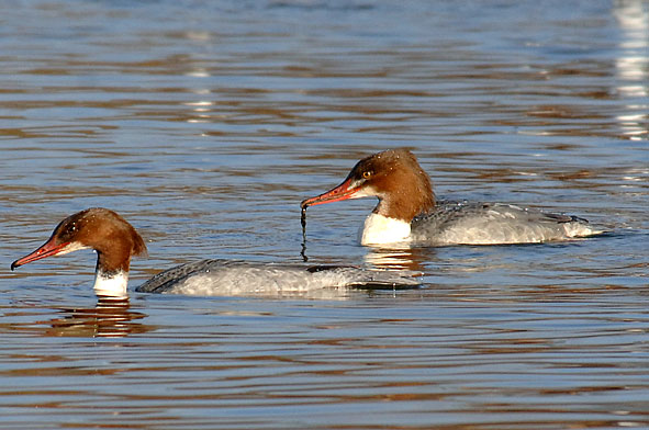 goosander