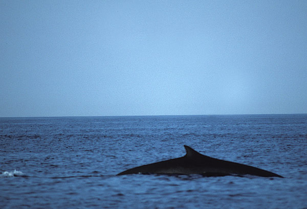 fin whale