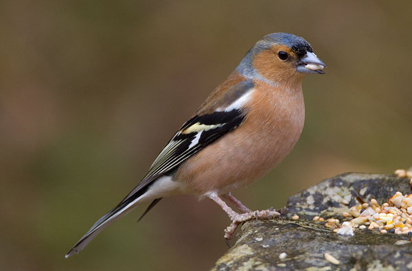 chaffinch