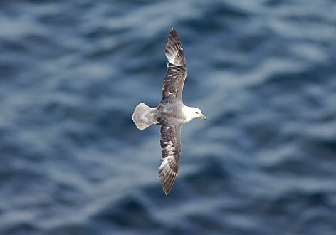 fulmar