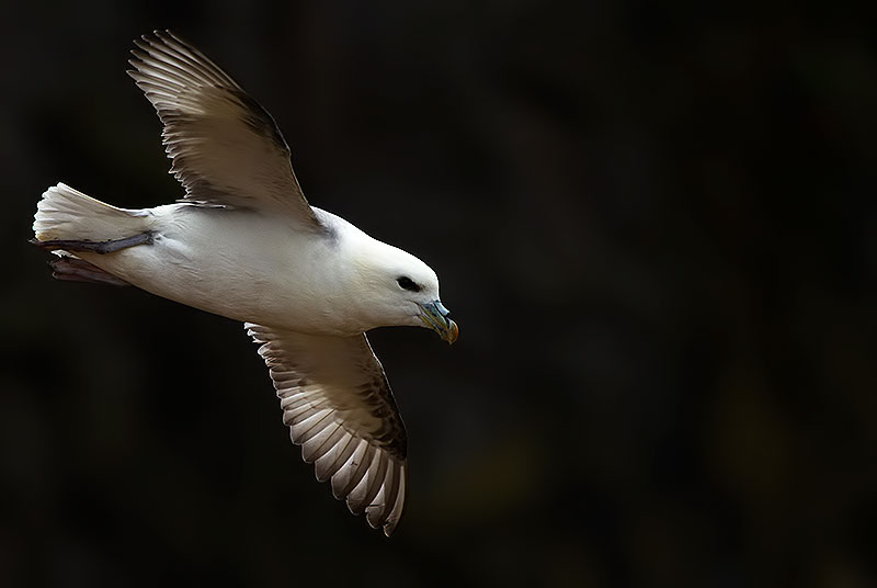 fulmar