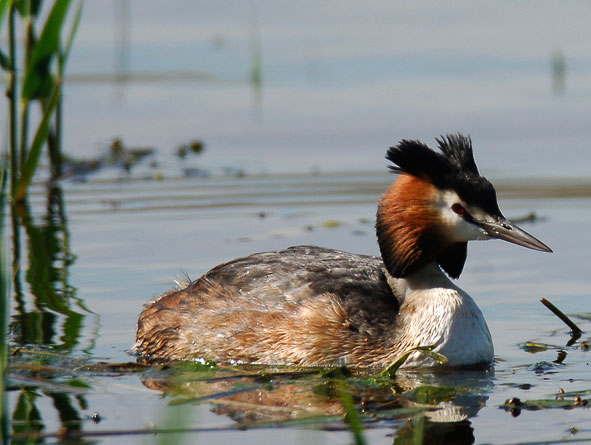 great crested grebe