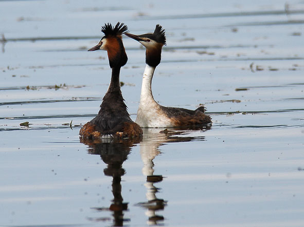 great-crested grebes