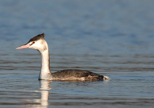 great crested grebe