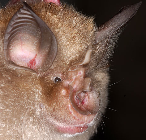 adult greater horseshoe bat