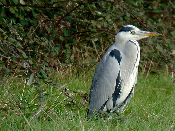 grey heron