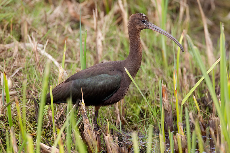 glossy ibis