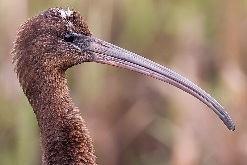 glossy ibis