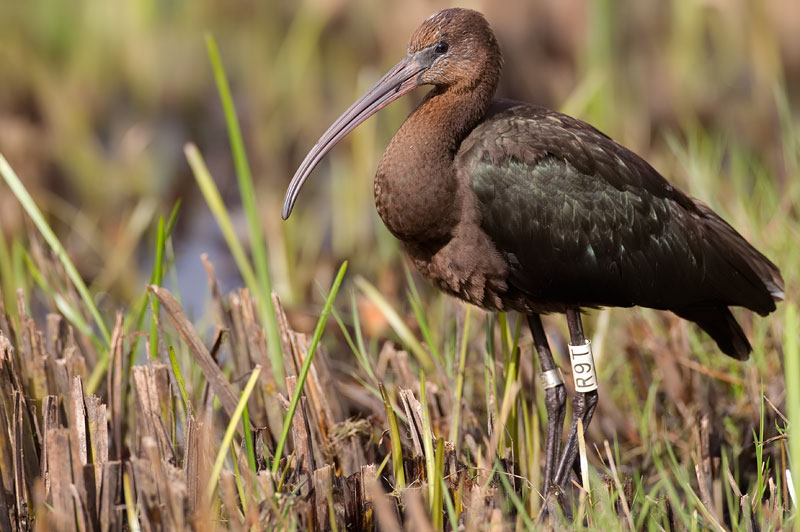 glossy ibis