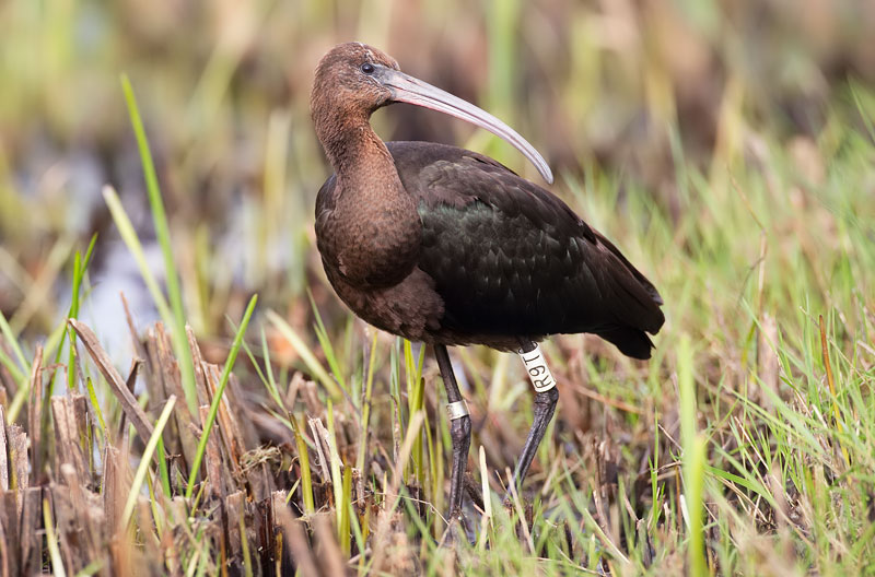 glossy ibis