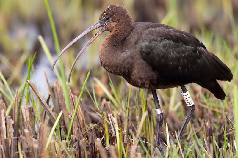glossy ibis