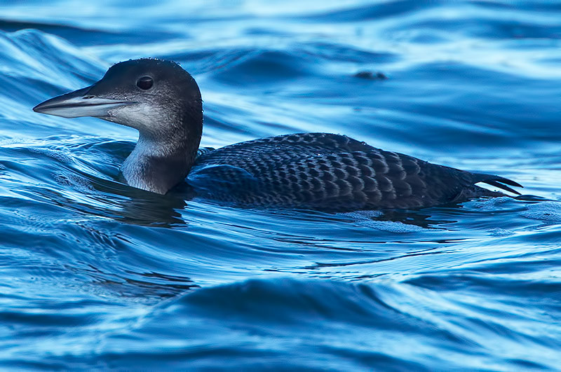 great northern diver