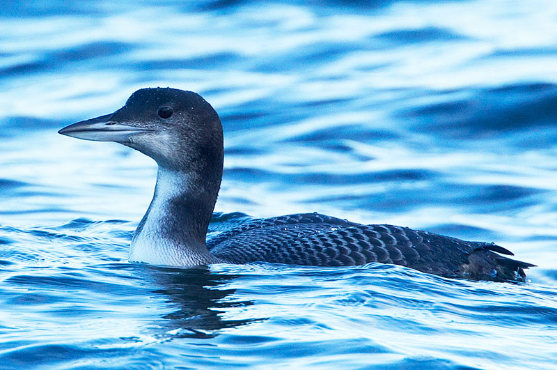 great northern diver