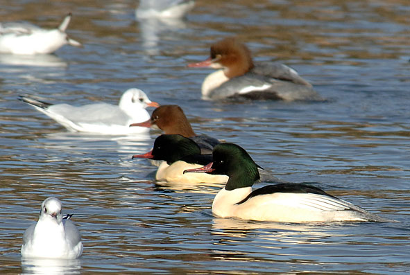 goosander