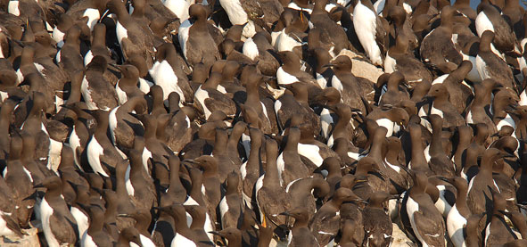 guillemots