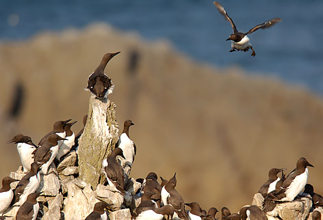 guillemots