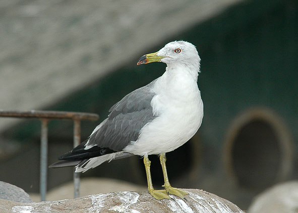 Beijing gull