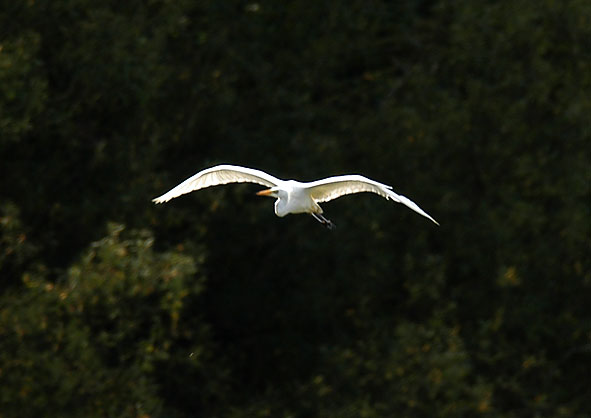 great white egret