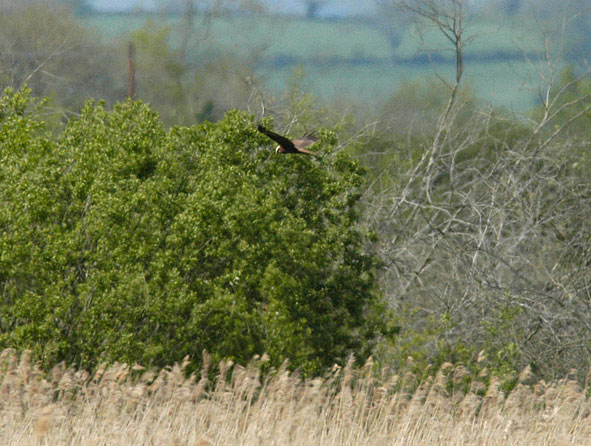 marsh harrier