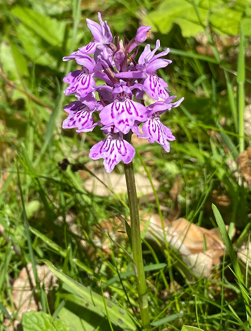 Hebridean orchid