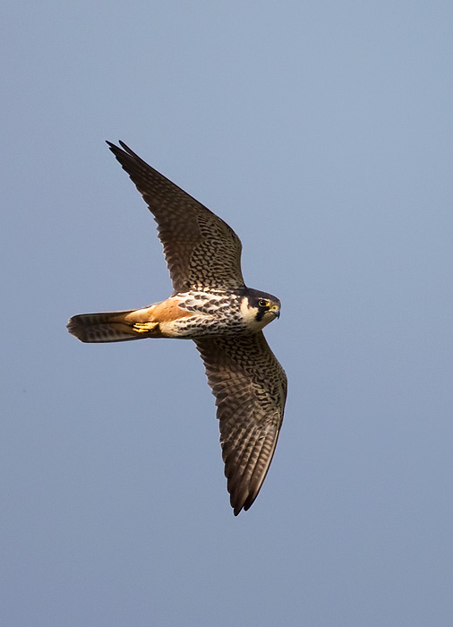 hobby