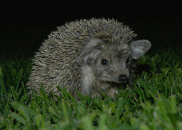 Cyprus hedgehog