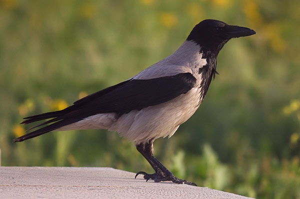 hooded crow