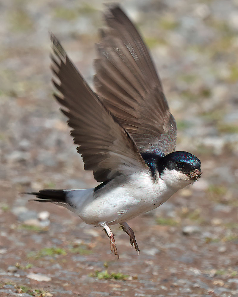 House martin
