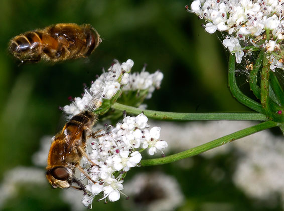 displaying hover flies