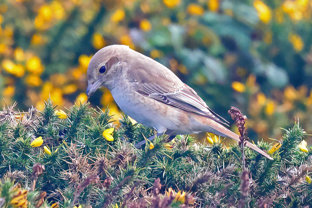 Isabelline shrike