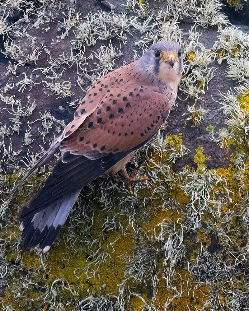 Kestrel