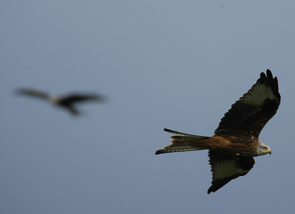 red kite