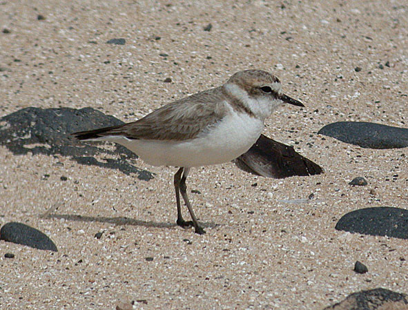 Kentish plover